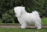 BICHON BOLONAIS 044